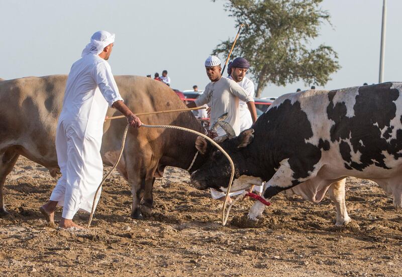 FUJAIRAH, UNITED ARAB EMIRATES- Bull fighting in Fujairah corniche.  Leslie Pableo for The National