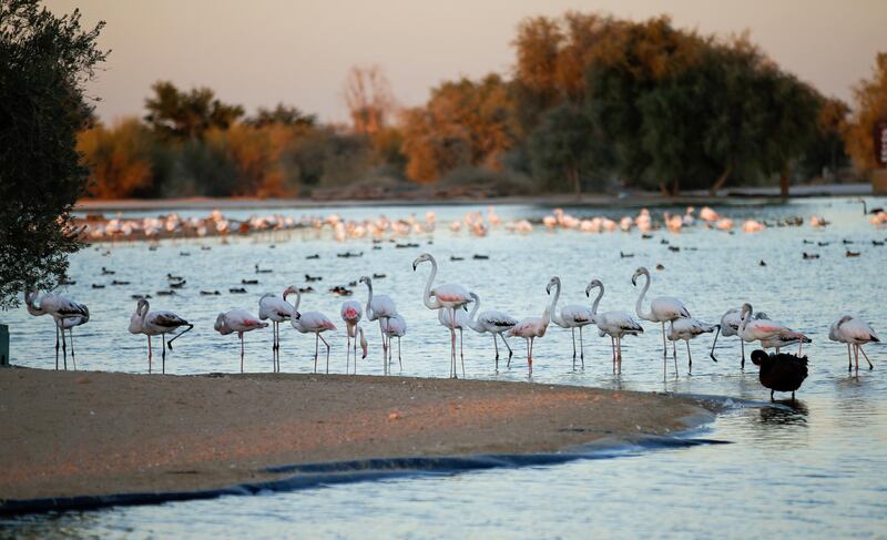 A group of flamingos are seen at Flamingo Lake at Al Qudra in Dubai. The man-made Love Lake is made in the shape of two interlocking hearts when seen from above. EPA