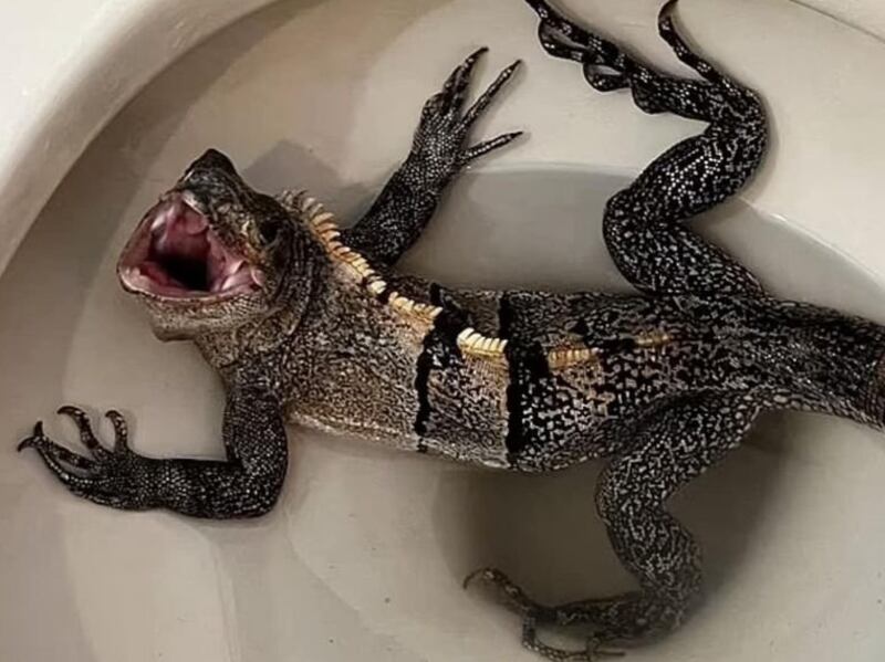 The iguana found in a Florida man's toilet bowl. Photo: @BobbyDonWelch / Twitter