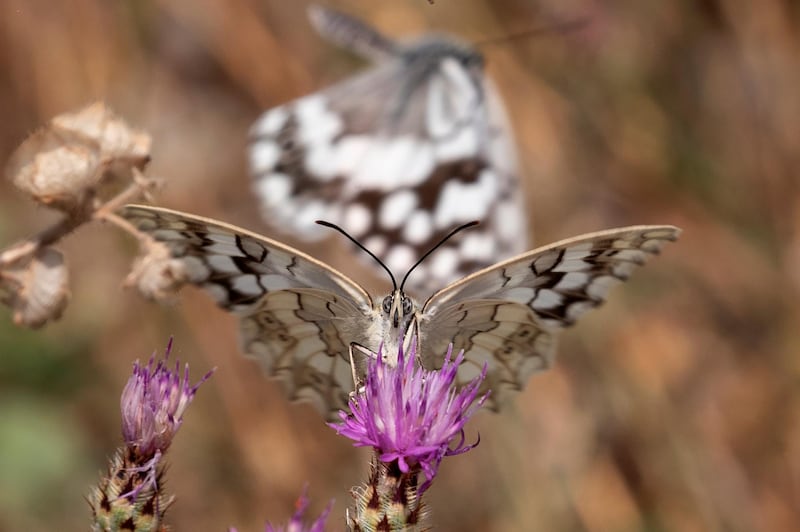 A butterfly is seen on a flower on Mount Hymettus in Athens, Greece.  Reuters