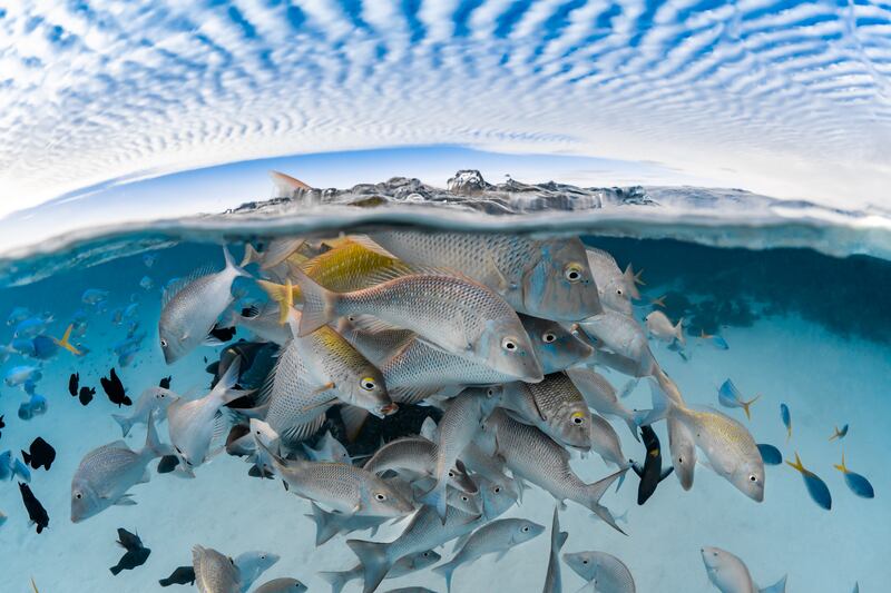 Third place, Portfolio, Jake Wilton. A school of spangled emperor and other reef fish gather at the surface while a mackerel cloud passes overhead.