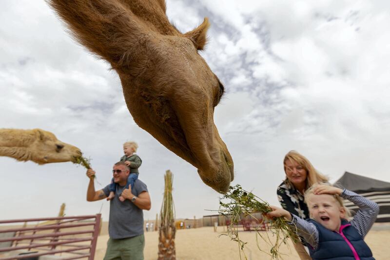 Dubai, United Arab Emirates - January 19, 2019: Grace 4 feeds the camels Luzerne grass which is grown locally. Images of a new tourist attraction in Dubai called The Camel Farm. Saturday, January 19th, 2019. E77, Dubai. Chris Whiteoak/The National
