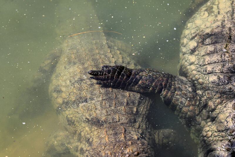 Dubai Crocodile Park opened to the public in April 
