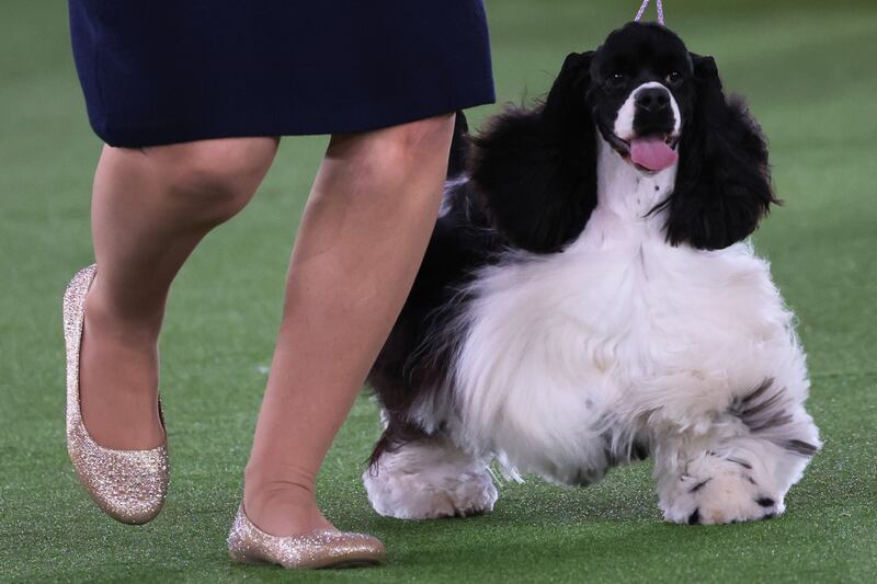 A parti-colour cocker spaniel competes in the Sporting group judging event. AFP