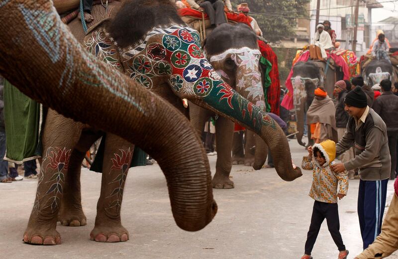 A young Indian girl gives coins to an elephant during a religious procession as part of the Mahakumbh festival in Allahabad, India, Sunday, Jan. 6, 2013. Millions of Hindu pilgrims are expected to take part in the large religious congregation on the banks of Sangam during the Mahakumbh festival in January 2013, which falls every 12th year. (AP Photo/Rajesh Kumar Singh) *** Local Caption ***  India Kumbh Festival.JPEG-0e335.jpg