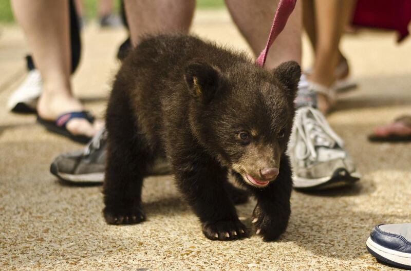 A two-month-old bear cub named Boo Boo is led on a leash by a student at Washington University in St Louis, Missouri. The cub was brought to the campus from a petting zoo to help students relax before final exams and ending up biting and scratching at least 18 students. Late on the afternoon of 2 May, the university issued a news release stating that health officials determined that Boo Boo posed no rabies threat and that students will need no treatments. Reuters