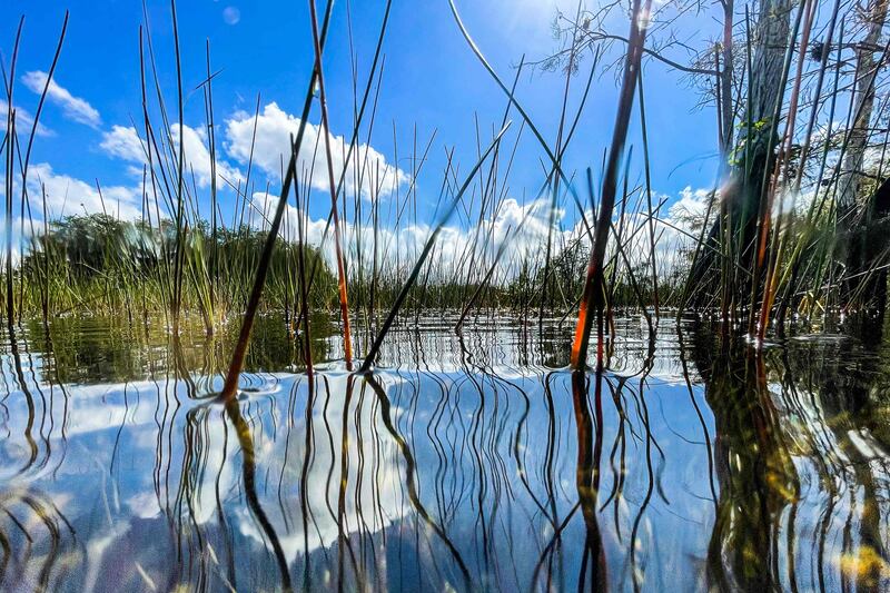 Everglades National Park, Florida, the largest wetlands in the US, will receive a federal investment of $1. 1billion to protect the region against the effects of climate change, the White House said in January.  AFP