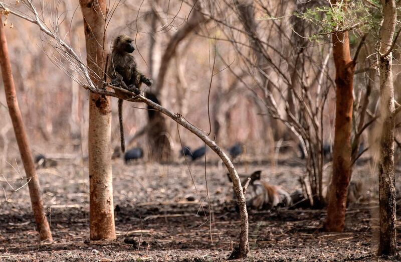 Baboons at Dinder National Park in Sudan. AFP