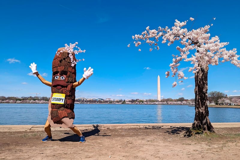 Stumpy the mascot dances near 'Stumpy' the cherry tree at the tidal basin in Washington.  The weakened tree is experiencing its last peak bloom before being removed for a renovation project that will rebuild seawalls around Tidal Basin and West Potomac Park.  AP