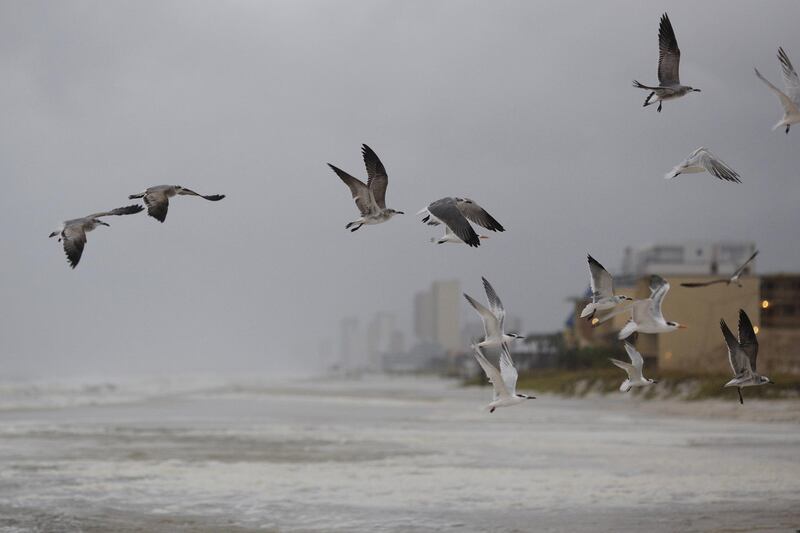Birds fly over the water ahead of Hurricane Michael. Bloomberg