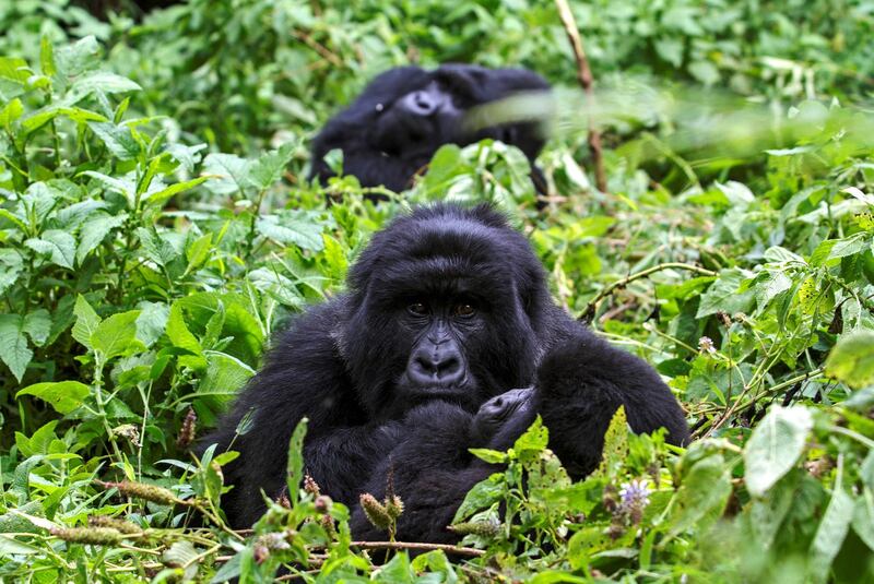 Three members of the "Nyakagezi" mountain gorillas group rest at the Mgahinga Gorilla National park in Kisoro on November 20, 2015. About 400 mountain gorillas live in Uganda. (Photo by ISAAC KASAMANI / AFP)