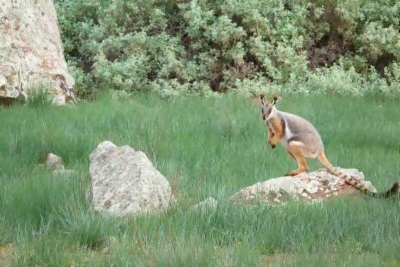 A wallaby at Cape York, Australia – not Austria.