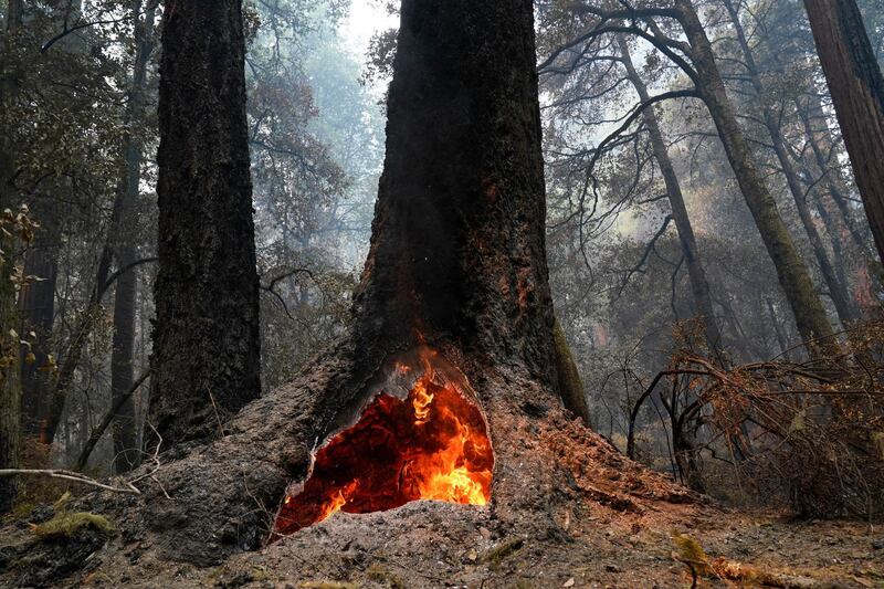 Fire burns in the hollow of an old-growth redwood tree in Big Basin Redwoods State Park, California. AP Photo