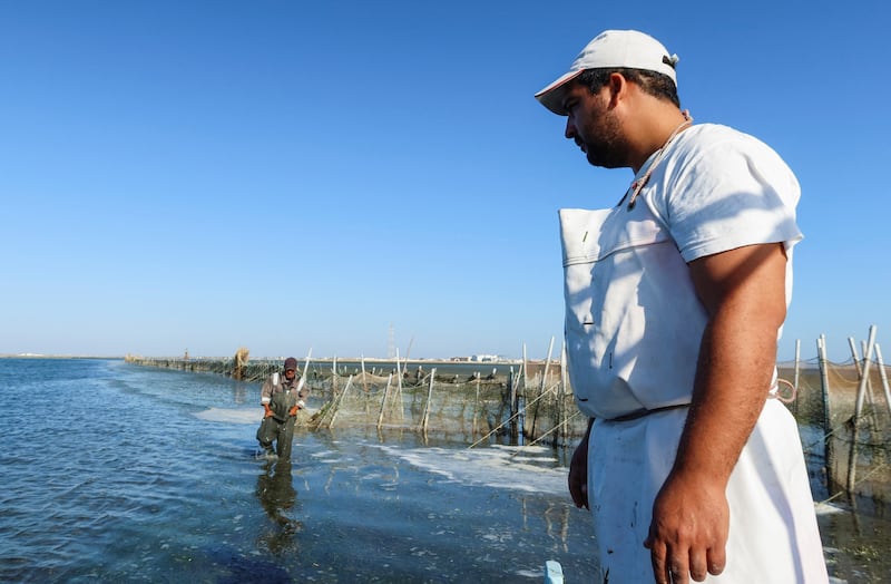 A fisherman checks a charfia. The blue crabs have been afflicting these fishermen since 2011, with many who used to catch fish or octopus now finding only crabs