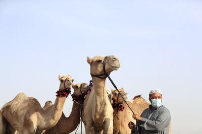Dubai, United Arab Emirates - Reporter: Anna Zacharias. News. Rahim Daad, from Pakistan. Handlers prepare the camels for racing at Al Marmoom camel race track. Tuesday, September 1st, 2020. Dubai. Chris Whiteoak / The National