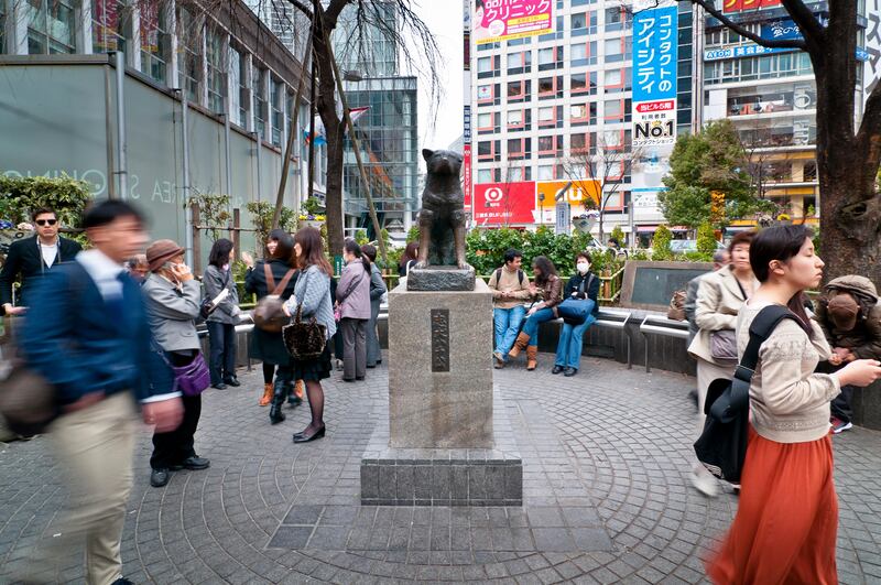 TOKYO, JAPAN - MARCH 13: Pedestrians pass the Hachiko Statue, a popular meeting place outside Shibuya Station, located in front of the Shibuya Station Hachiko exit, on March 13, 2013 in Tokyo, Japan. Tokyu Toyoko Line Shibuya Station will be relocated underground and will join the Fukutoshin Line in March 2013, rendering Shibuya out of use after 85 years of history. A large scale redevelopment around Shibuya station is also scheduled. (Photo by Keith Tsuji/Getty Images)