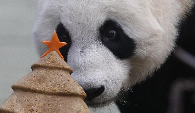 Tian Tian, a giant panda prepares to eat a special Christmas panda cake crafted in the shape of a Christmas tree in the outdoor enclosure at Edinburgh Zoo, Scotland December 17, 2014. Russell Cheyne / Reuters 
