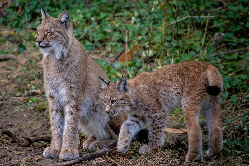 A four-month-old lynx walks beside its mother as it explores its home in the Bear Wood exhibit at the Wild Place Project in Bristol. PA