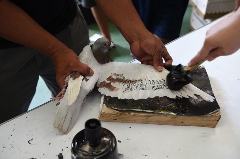 An employee of Philippine pigeon homing association tags a pigeon taking part in the competition.