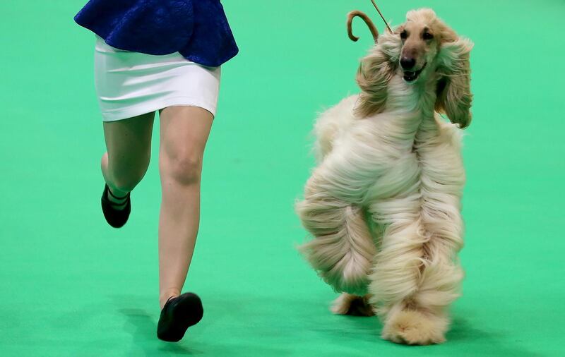 An Afghan Hound on show during the annual Crufts Dog Show.  EPA