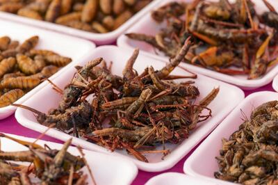 Plates of insects for sale in market