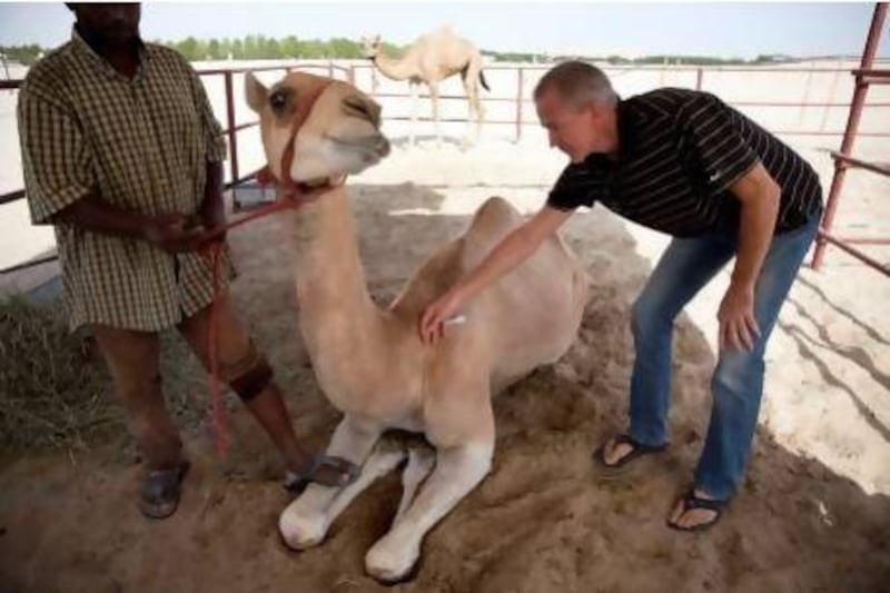 Pentti Koivisto, a veterinarian in Al Wathba, shows how to implant an identity microchip into the neck of a camel. Silvia Razgova / The National