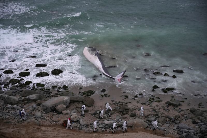 A dead minke whale washed up on Punta Hermosa beach in Lima, Peru. AP