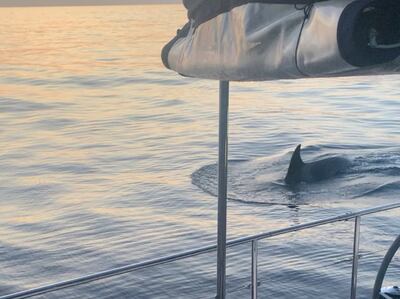 A whale swims next to a boat in the Strait of Gibraltar, Spain. Reuters
