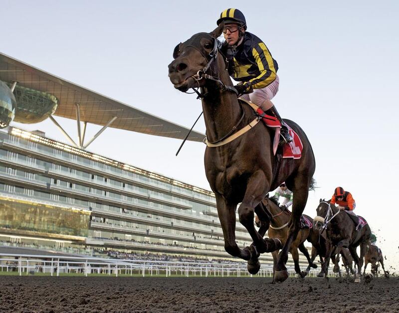 Krypton Factor, above, and Reynaldothewizard are the past two Dubai Golden Shaheen winners and will meet Thursday at Meydan Racecourse. Courtesy Of Andrew Watkins


