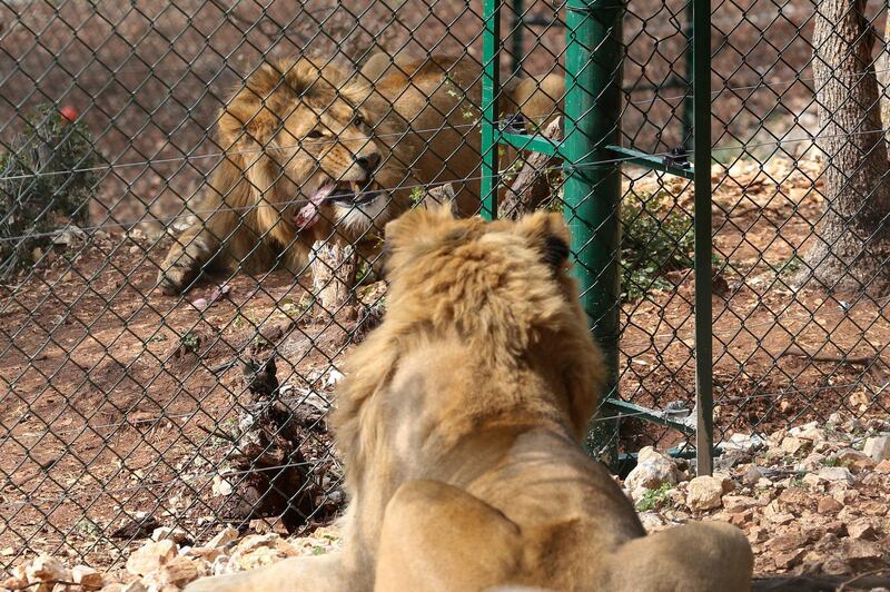In this Saturday, Feb. 24, 2018 photo, Saeed, front, and Simba who were rescued from Syria and Iraq by the animal rights group Four Paws, are pepared for their departure from the Al-Ma'wa Animal Sanctuary near Souf, in northern Jordan. The two African lions are being transported to a permanent home in South Africa, after an interim stay in Jordan where they recuperated from physical and psychological trauma. (AP Photo/Raad Adayleh)