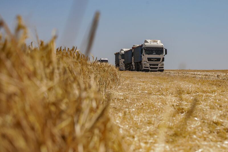 Trucks loaded with barley grain in a field during harvesting, amid Russia's attack on Ukraine, in Odesa. Reuters