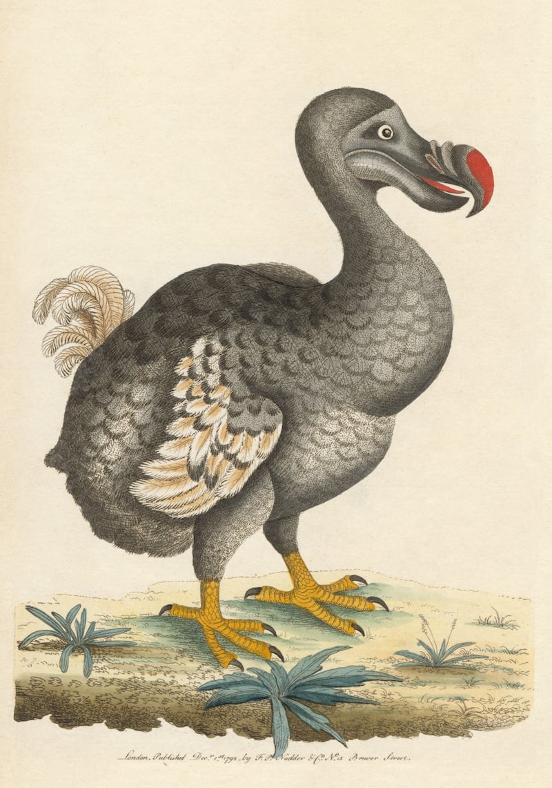 The dodo is a flightless bird native to Mauritius and is listed as extinct. Getty Images
