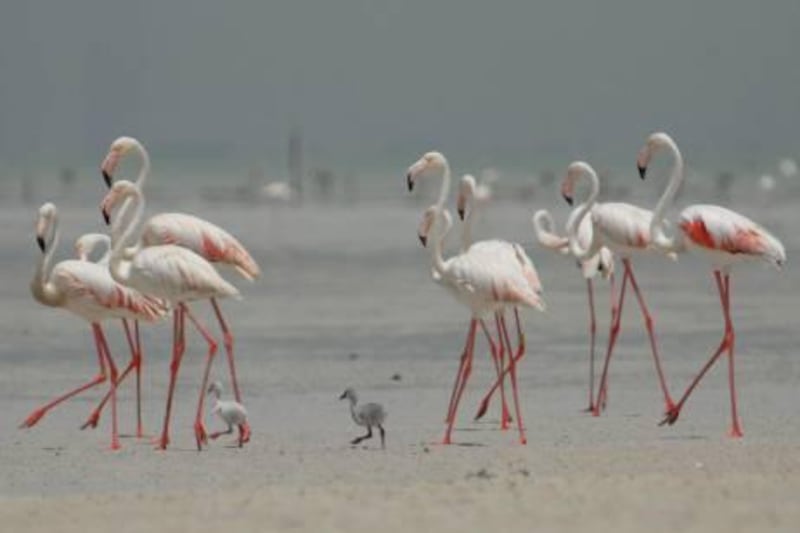 Flamingo birds with chicksCredit: Courtesy EAD