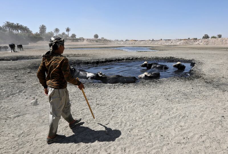 Buffalo cool off in scarce Iraqi waters that have turned into pools of sewage due to pollution and desertification. EPA