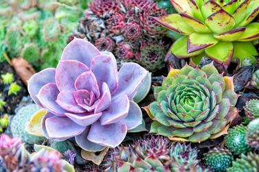 Succulents are known for their hardiness