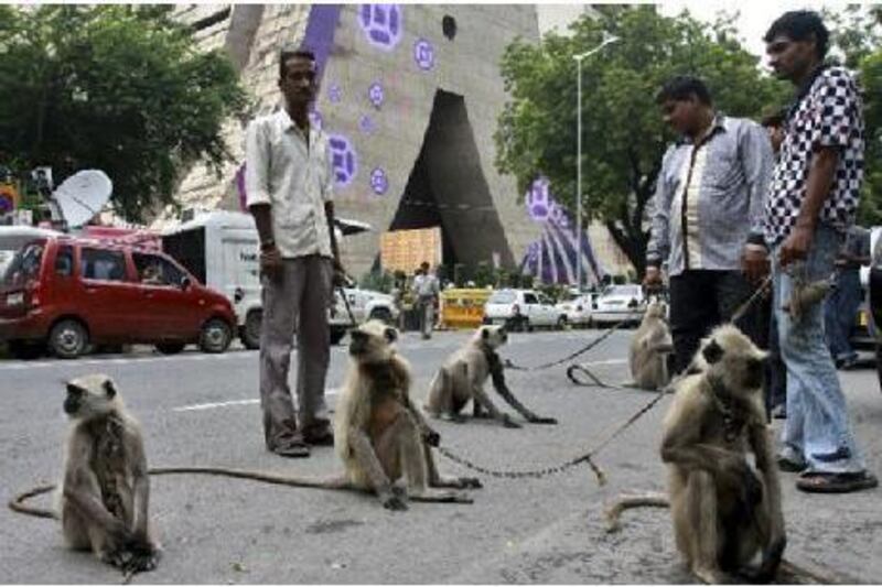 Langurs stand on leash held by their owners in front of the Commonwealth Games headquarters in New Delhi on Wednesday.