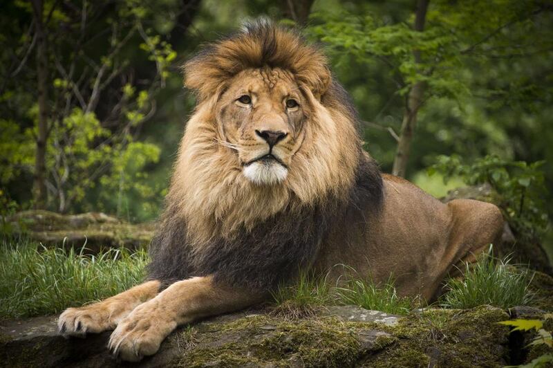 The lion Aru is seen in his enclosure a the zoo in Berlin on May 4, 2014. AFP