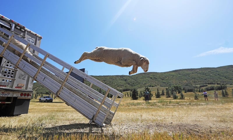 One of some 300 hundred sheep leaps from a truck in Utah for a Sheepdog Championship.  AP