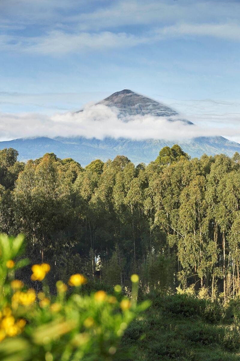 It's the closest resort to Volcanoes National Park, home to the world's largest group of mountain gorillas.