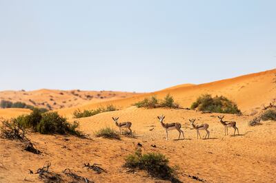 Having uninterrupted desert dunes on your doorstep is something special. Photo: Don Loriezo