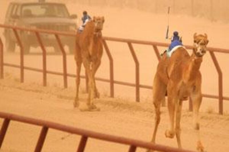 Two camels dash for the finishing line.
