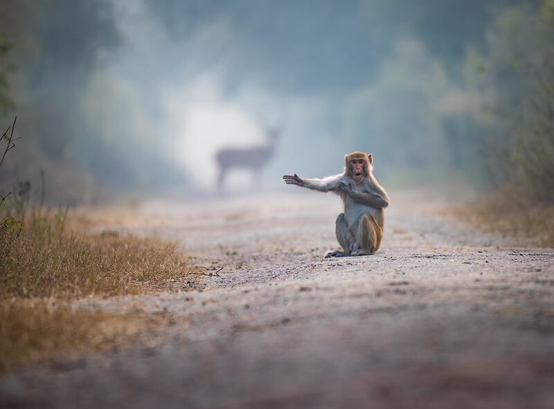 Macaque and deer in Bharatpur, India. Pratick Mondal / Comedywildlife