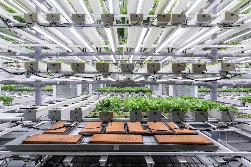 Vertical farming has been touted as one solution to feeding a growing global population. Antonie Robertson / The National