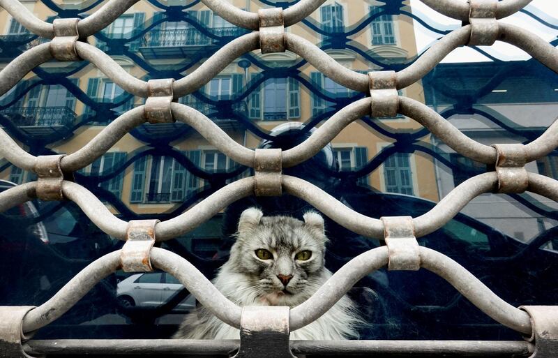 A cat peers out from behind the grid of a cat-themed bar in Nice, France, closed due to coronavirus restrictions.  Reuters