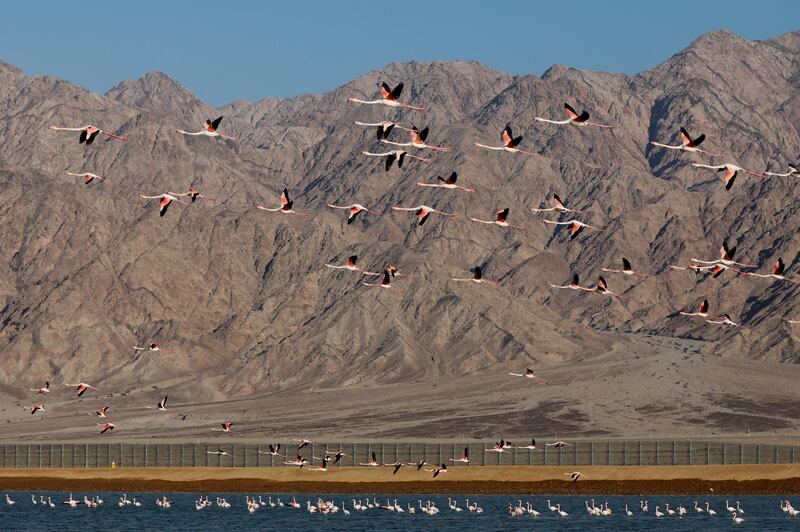 Flock of migrating Greater flamingo take to skies at the salt pools south Eilat on the border between Jordan and Israel.  EPA