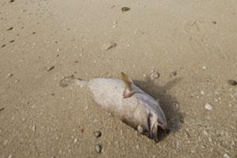 A fish lies on the beach along Dubai Creek between Business Bay and Al Garhoud Bridges giving off a foul smell.