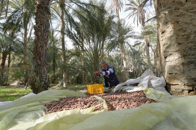 A farmer harvests dates in a palm grove.