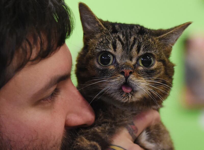 Internet celebrity cat Lil Bub known for her unique appearance is held by owner Mike Bridavsky at the inaugural CatConLa event in Los Angeles, California on June 7, 2015.  The two day cat expo for cat people claims to be the first of its kind in North America and showcases everything to do with felines.     AFP PHOTO/ MARK RALSTON (Photo by MARK RALSTON / AFP)
