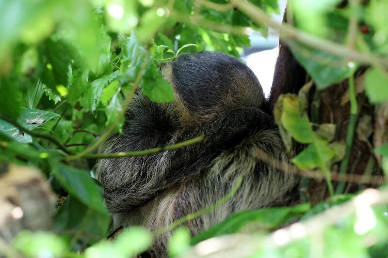 Dubai, United Arab Emirates - July 03, 2019: Two toed sloth. The Green Planet for Weekender. Wednesday the 3rd of July 2019. City Walk, Dubai. Chris Whiteoak / The National