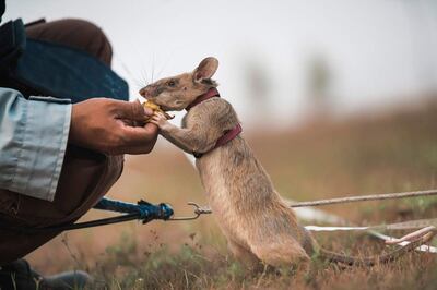 Magawa was awarded a PDSA gold medal – the highest award for gallantry an animal can receive.